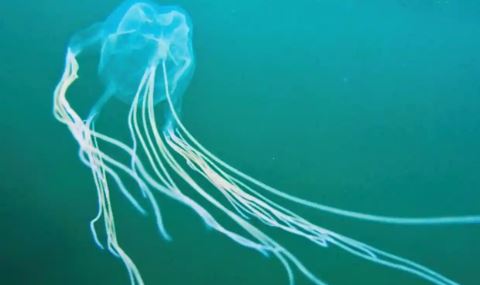 Jellyfish;