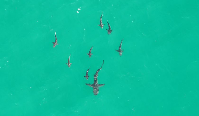 Aerial view of a shark and several smaller sharks swimming in clear turquoise ocean water.